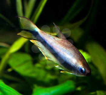 Elegant freshwater fish tetra palmeri