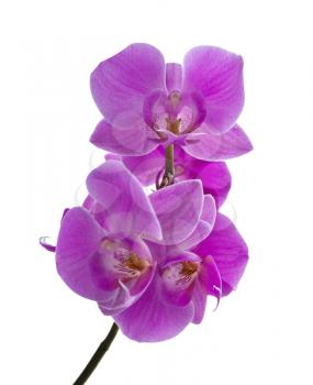 Branch of the violet orchid