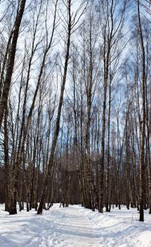 Birches in the winter time