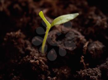 Youns sprout in the soil