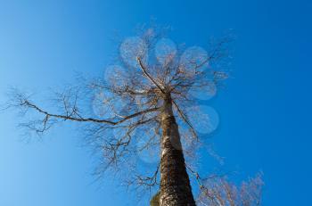Lone tree without leaves over blue sky 