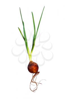 Spring green onion with roots