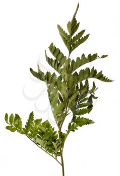 Dry fern isolated on white background