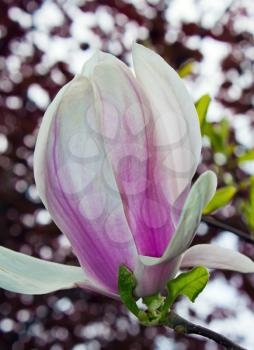  Elegant magnolia  light purple flower