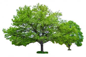 Two oak trees isolated on white