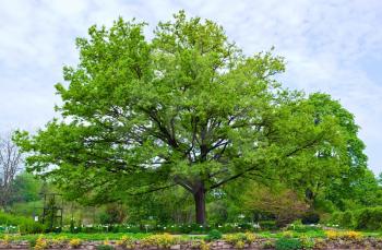 Big green oak in the park