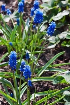 Elegant blue muskari flower in open area