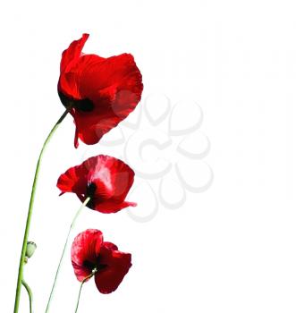 Red poppy on white background
