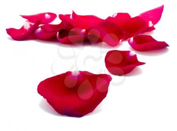 Red rose petals on the white background