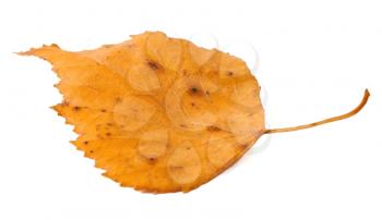 Autumn leaf on the white background