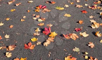 Autumn color leaves on asphalt