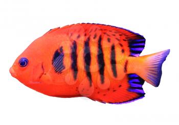 Centropyge loricula tropical sea aquarium fish