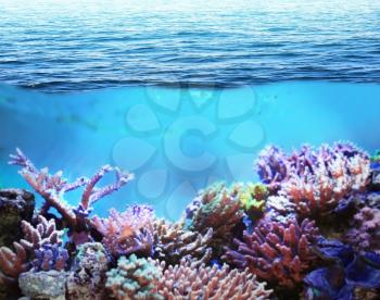 Sea underwater and coral reefs on sunny day
