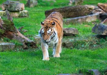 Tiger walking in the zoo
