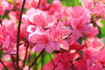 Beautiful pink rhododendron flowers