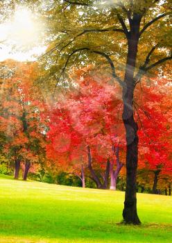Tree in autumn park and sunny sky