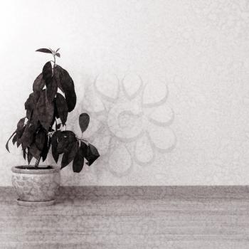 Plant in an empty room in vintage style
