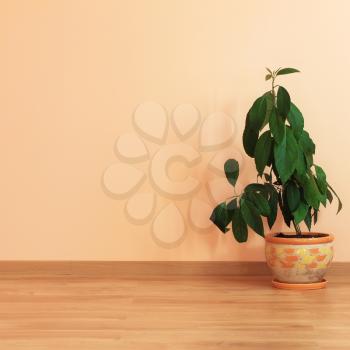 Plant in an empty room