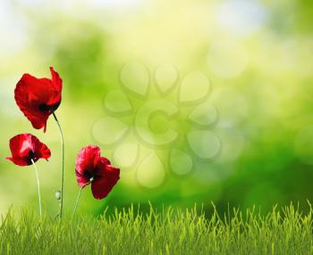 Sunny sky and red poppies in green grass