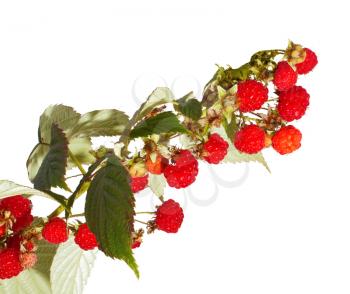 Bunch of raspberry isolated on white