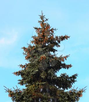Beautiful fir tree over the blue sky