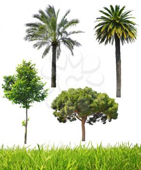 Set of trees and green grass