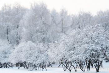 Winter blured nature background