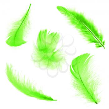 Five different feathers isolated on white background