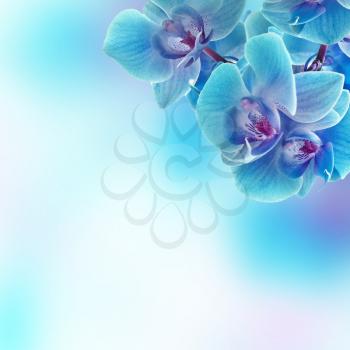 Branch of the blue orchid on beauty background