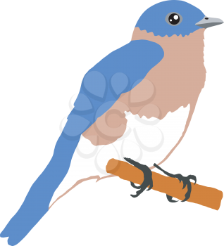 Illustration of bluebird