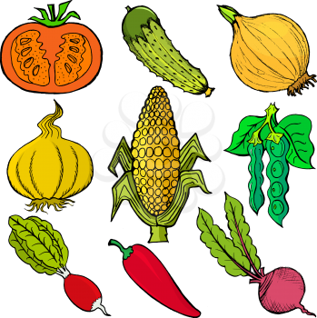 Set of hand drawn, vector, cartoon illustration of vegetables