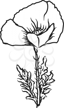 hand drawn, sketch illustration of poppy