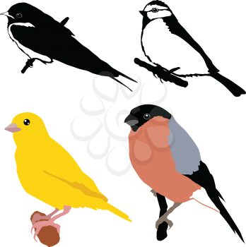 set of vector illustrations of birds
