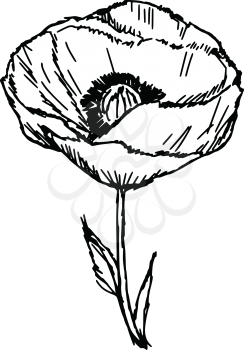 hand drawn, sketch illustration of red poppy