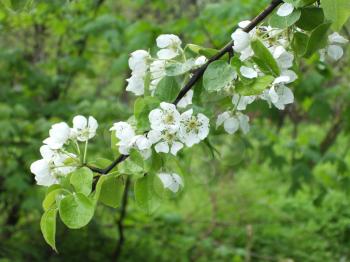 blossom tree in garden, springtime