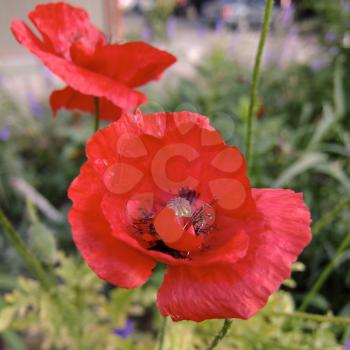 red poppy on meadow, summer motive