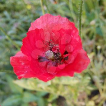 red poppy on meadow, summer motive