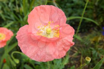 pink poppy on meadow, summer motive