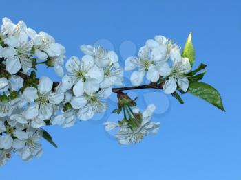branch of cherry tree in blooming flower, spring season