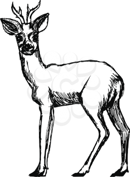 vector, sketch, hand drawn illustration of roe deer