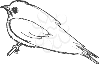 vector, sketch, hand drawn illustration of swallow