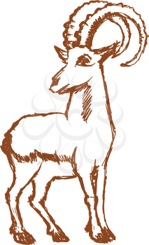 vector, sketch, hand drawn illustration of mountain goat