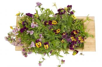 Royalty Free Photo of a Trough With Pansies