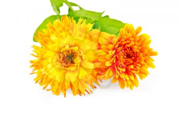 Two flowers of calendula terry yellow and orange with green leaves isolated on white background