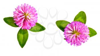 Two pink clover flower with green leaves isolated on white background