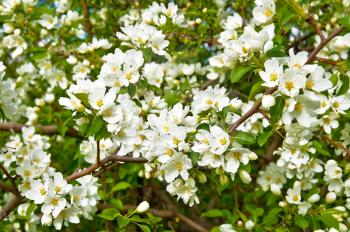 White flowers of apple trees on a background green leaves