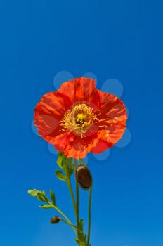 Orange poppy with buds and green leaves isolated against the blue sky