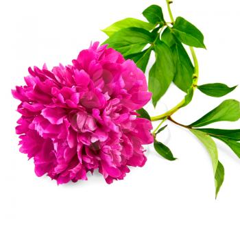 Bright pink peony with green leaves isolated on white background
