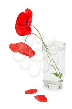 Two red poppy in a glass of water, two fallen petals isolated on white background