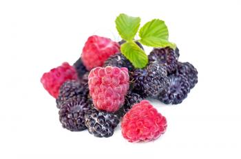 Four raspberry and several fruit blackberry fruit with green leaf isolated on a white background